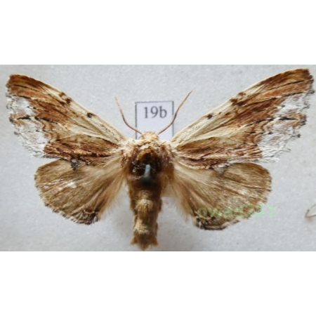 Ptilodon cucullina (Denis & Schiffermüller, 1775) Czech19bn